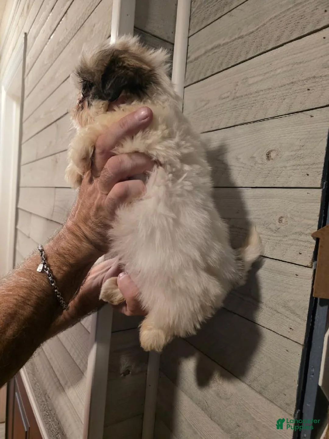 Shih Tzu dogs for sale: Steven  - Ad 3