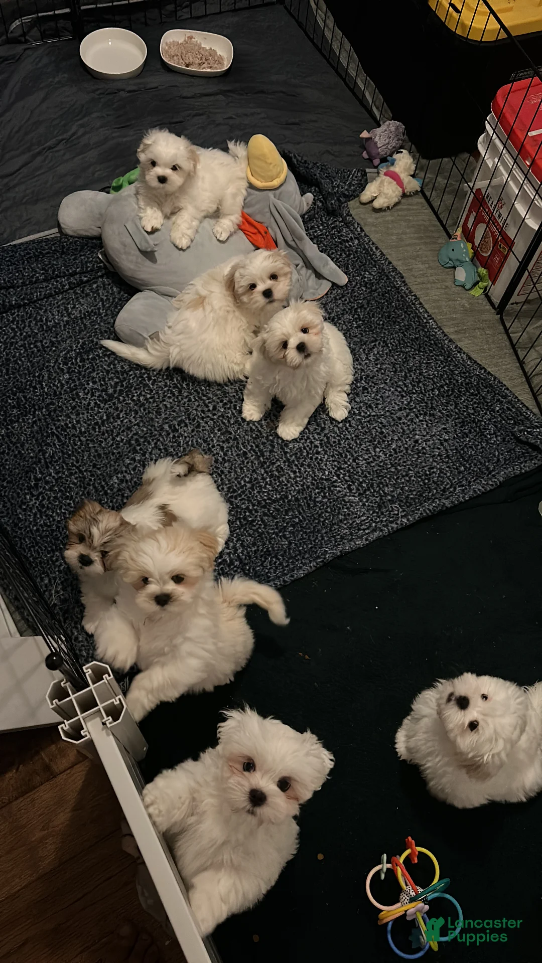 Lhasa Apso dogs for sale: Lhasa Apso Puppy 4 - Ad 1