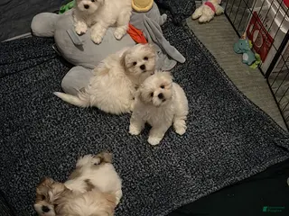 Lhasa Apso dogs Lhasa Apso Puppy 4 - Ad 2