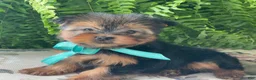 Yorkshire Terrier dogs for sale: Sushi - Ad 14