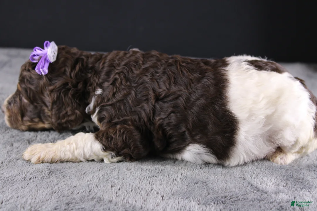 Standard Poodle dogs for sale: Loretta L - Ad 2