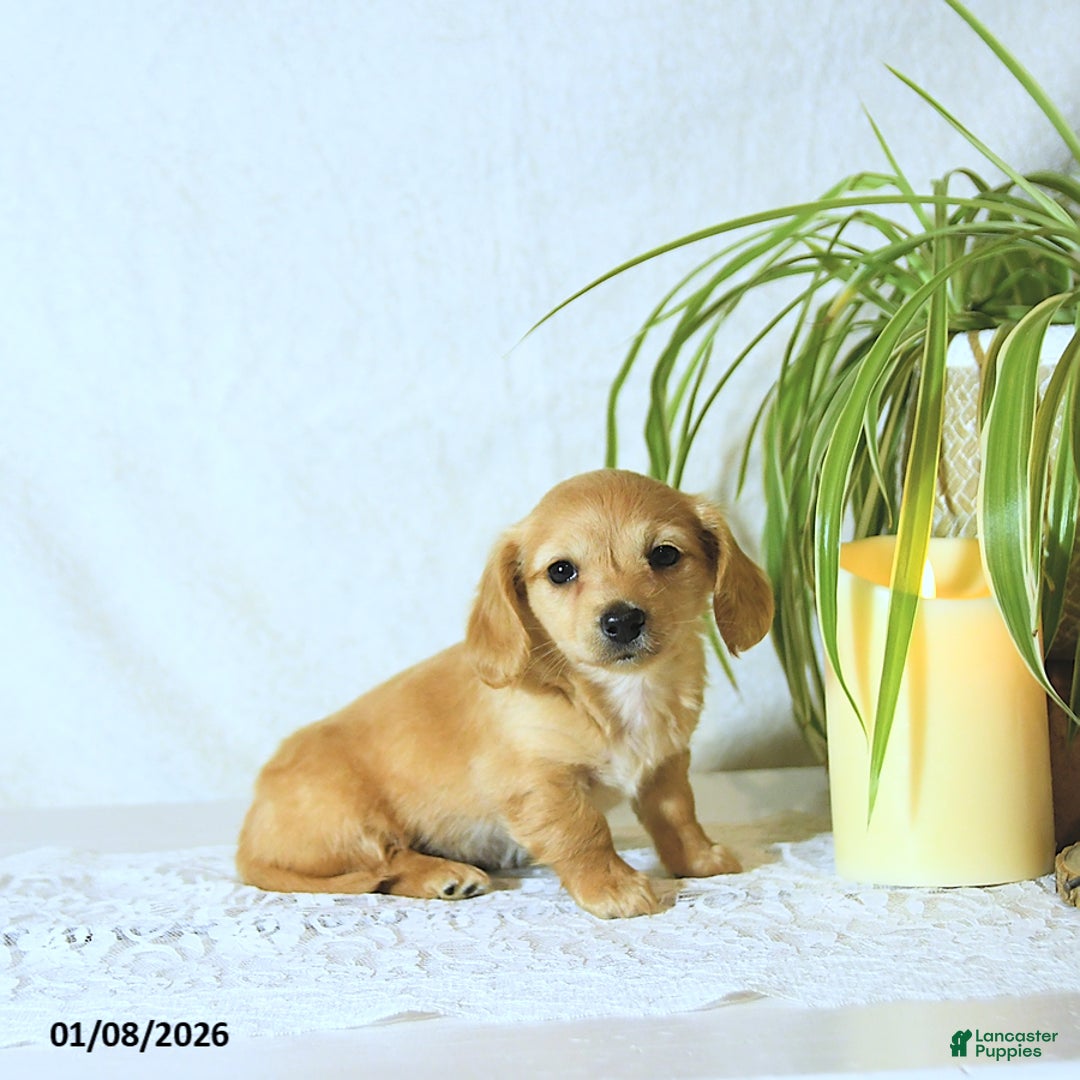 Dachshund dogs for sale: Missy - Ad 1