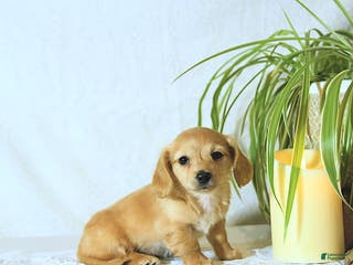 Dachshund dogs Missy - Ad 6