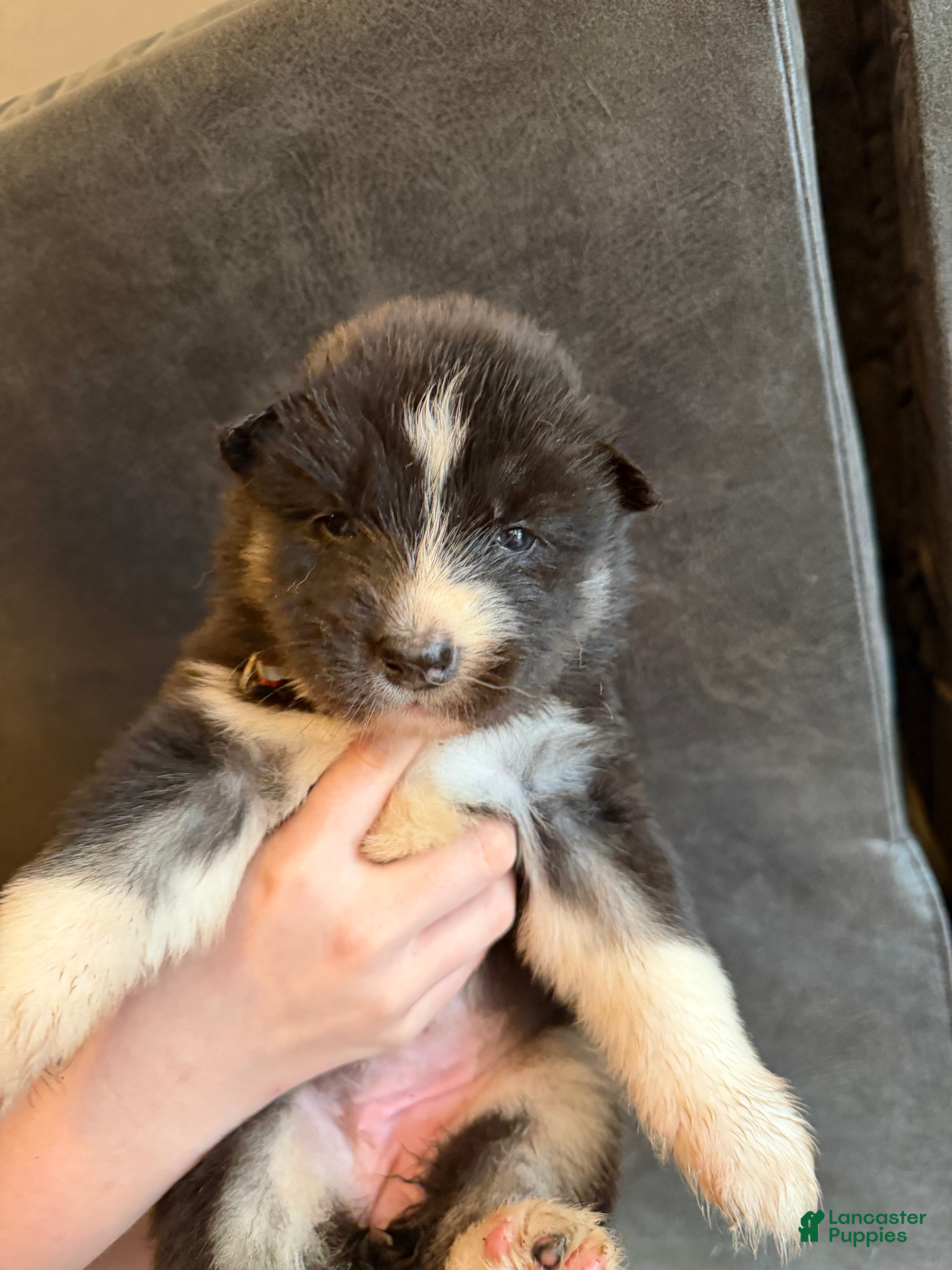 Siberian Husky dogs Siberian Husky Puppy 4 - Ad 3