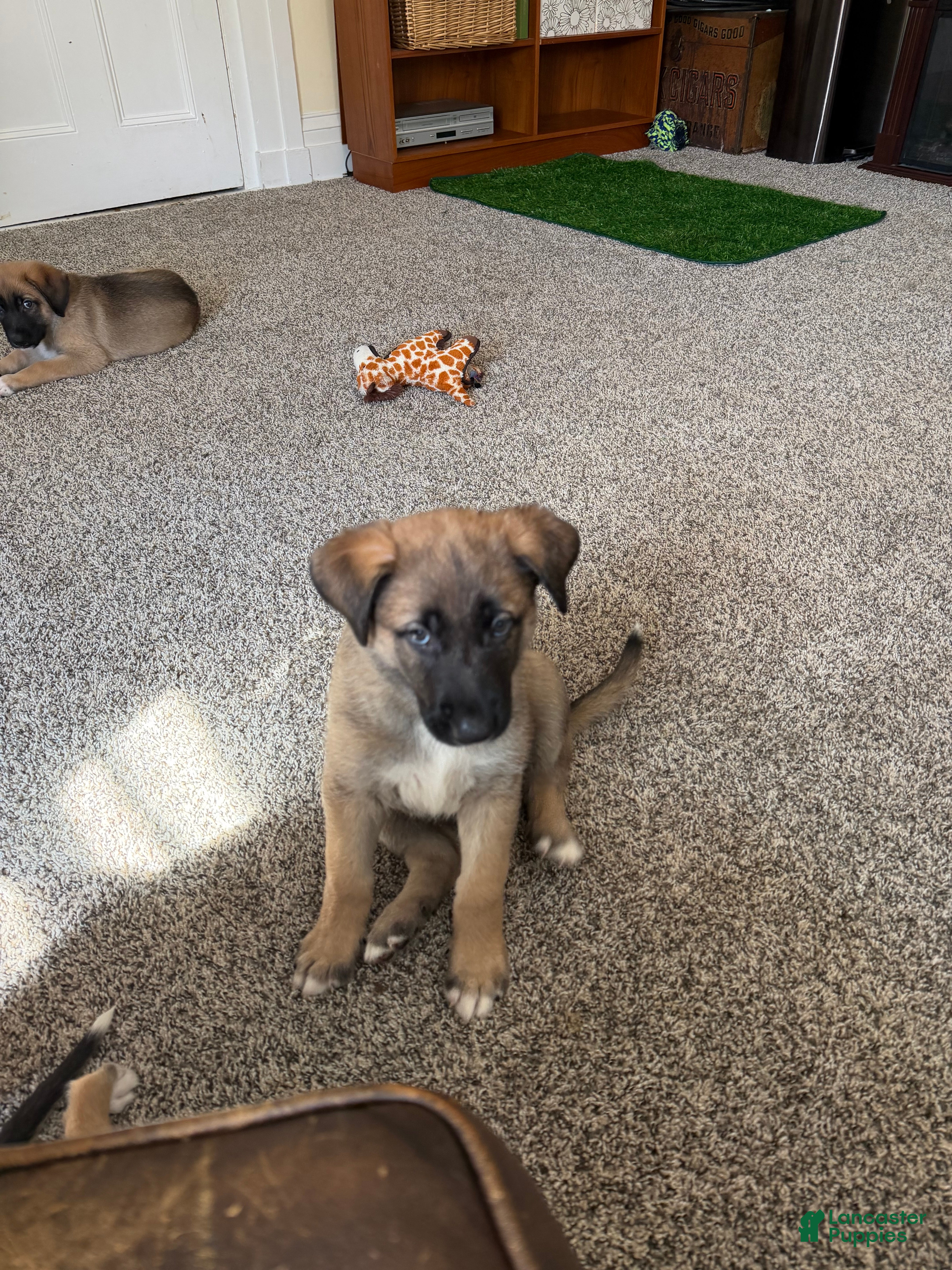 Mixed Breed dogs for sale: River - Ad 4
