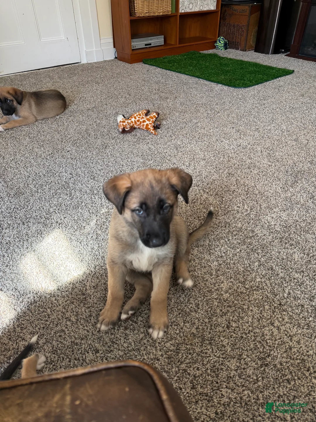 Mixed Breed dogs for sale: River - Ad 1