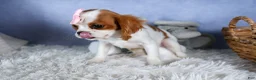 Cavalier King Charles Spaniel dogs for sale: Patsy - Ad 13