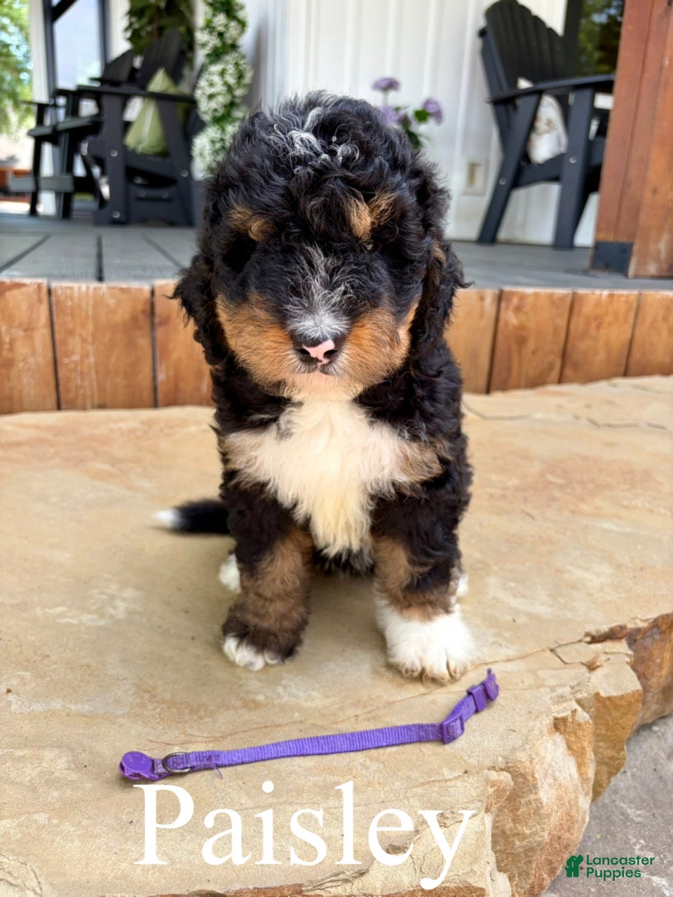 Bernedoodle dogs Paisley - Ad 1