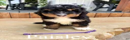 Bernedoodle dogs for sale: Paisley - Ad 2