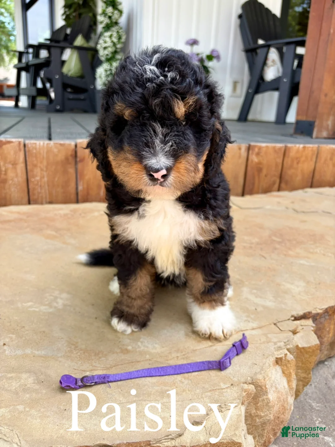 Bernedoodle dogs for sale: Paisley - Ad 2