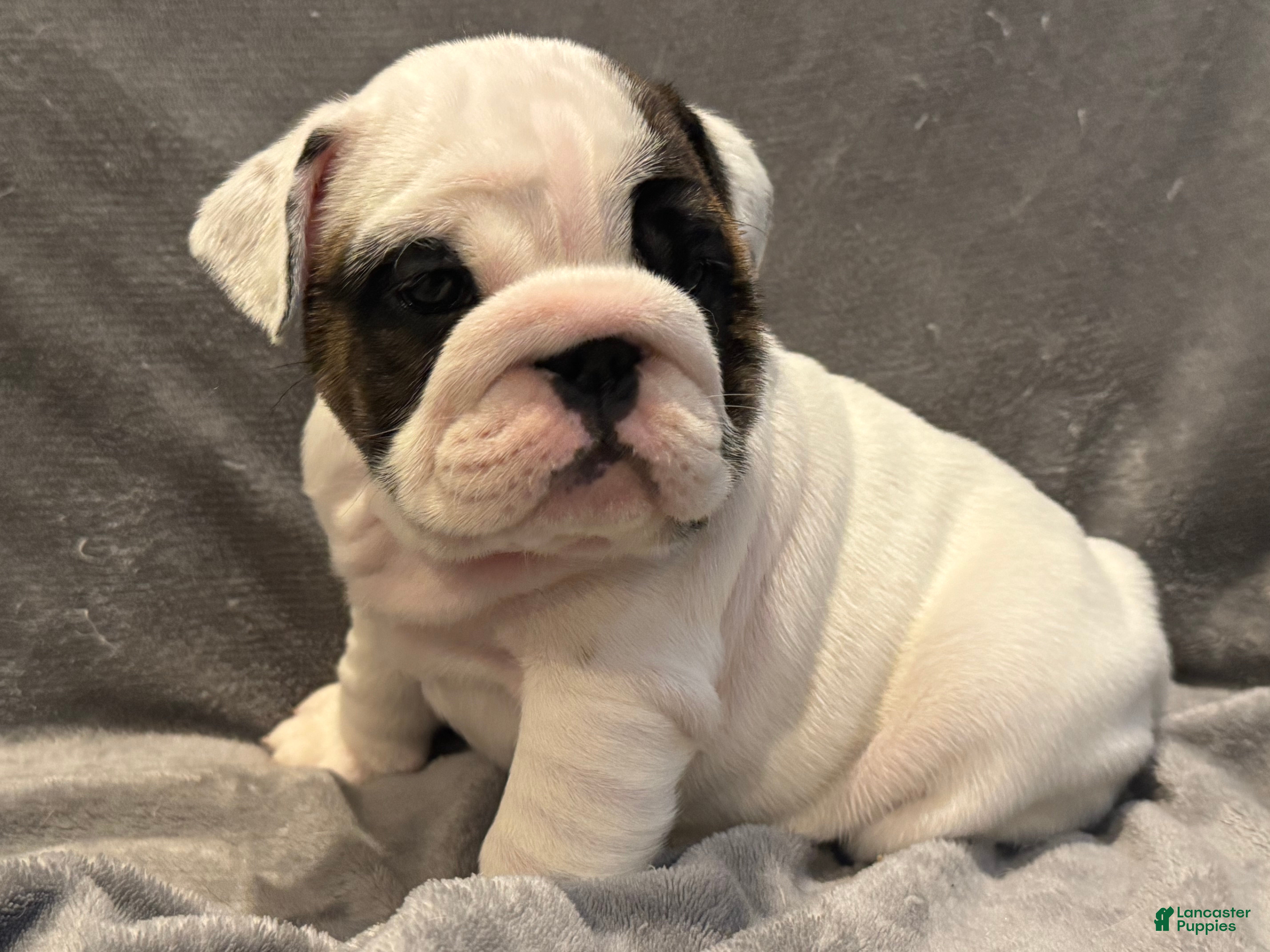 English Bulldog dogs English Bulldog 3 - Ad 1