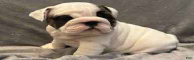 English Bulldog 3
