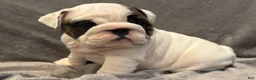 English Bulldog dogs for sale: English Bulldog 3 - Ad 1