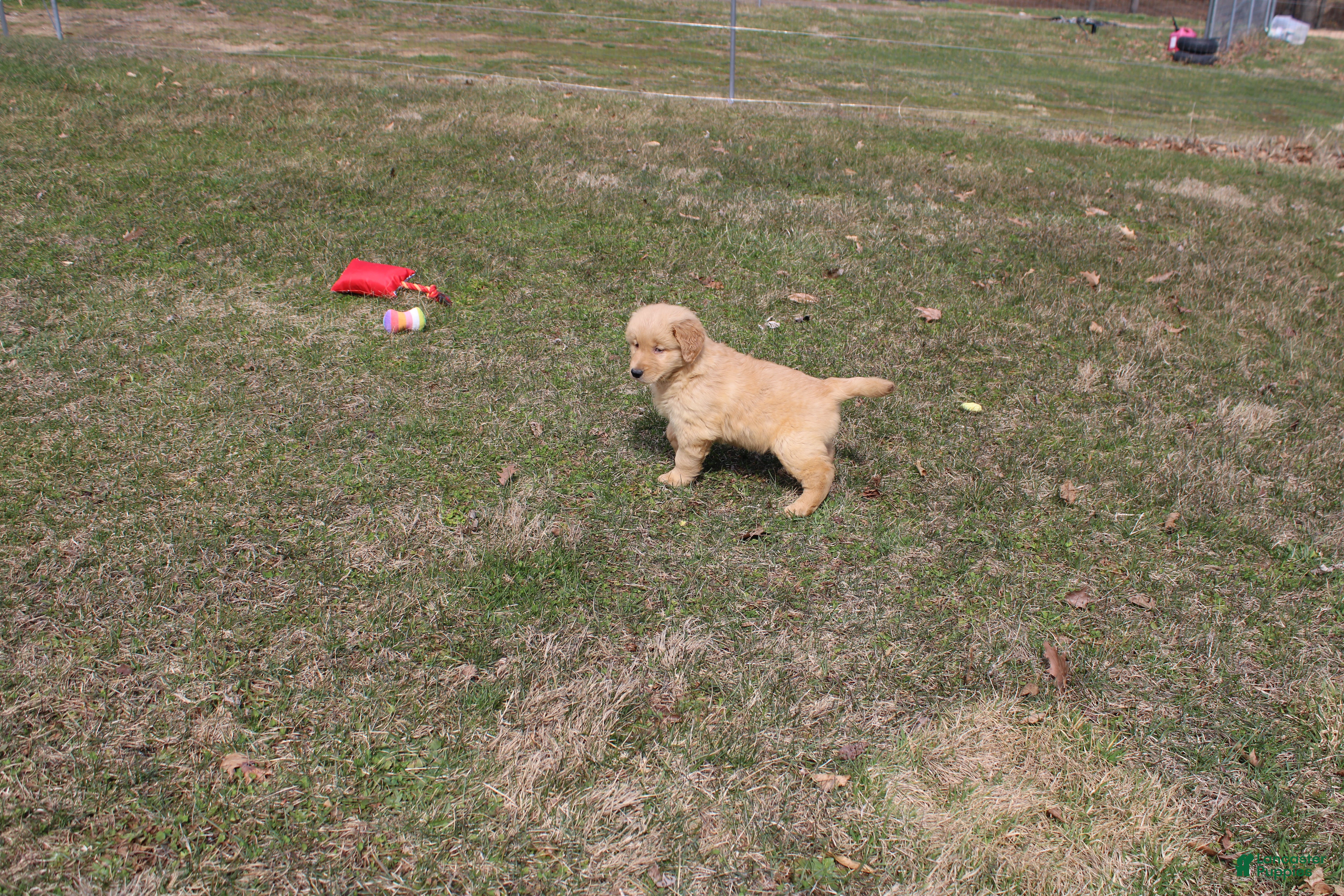 Golden Retriever dogs Gallon - Ad 23