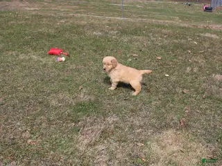 Golden Retriever dogs Gallon - Ad 23