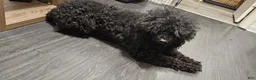 Miniature Poodle dogs for sale: Miniature Poodle 6 - Ad 6