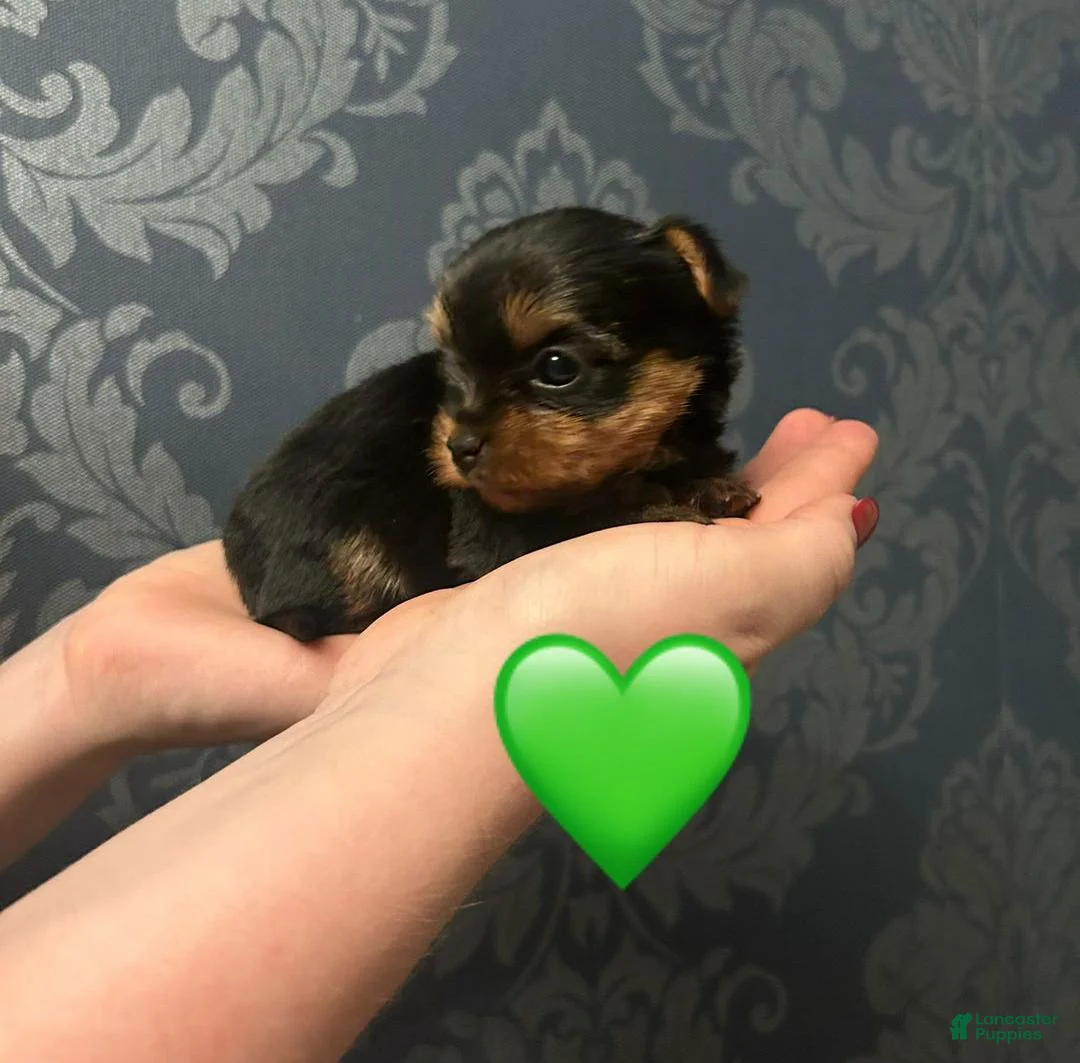 Yorkshire Terrier dogs for sale: Sara - Ad 9