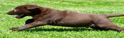 Labrador Retriever dogs for sale: Travis - Ad 8
