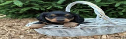Mixed Breed dogs for sale: Olive - Ad 1