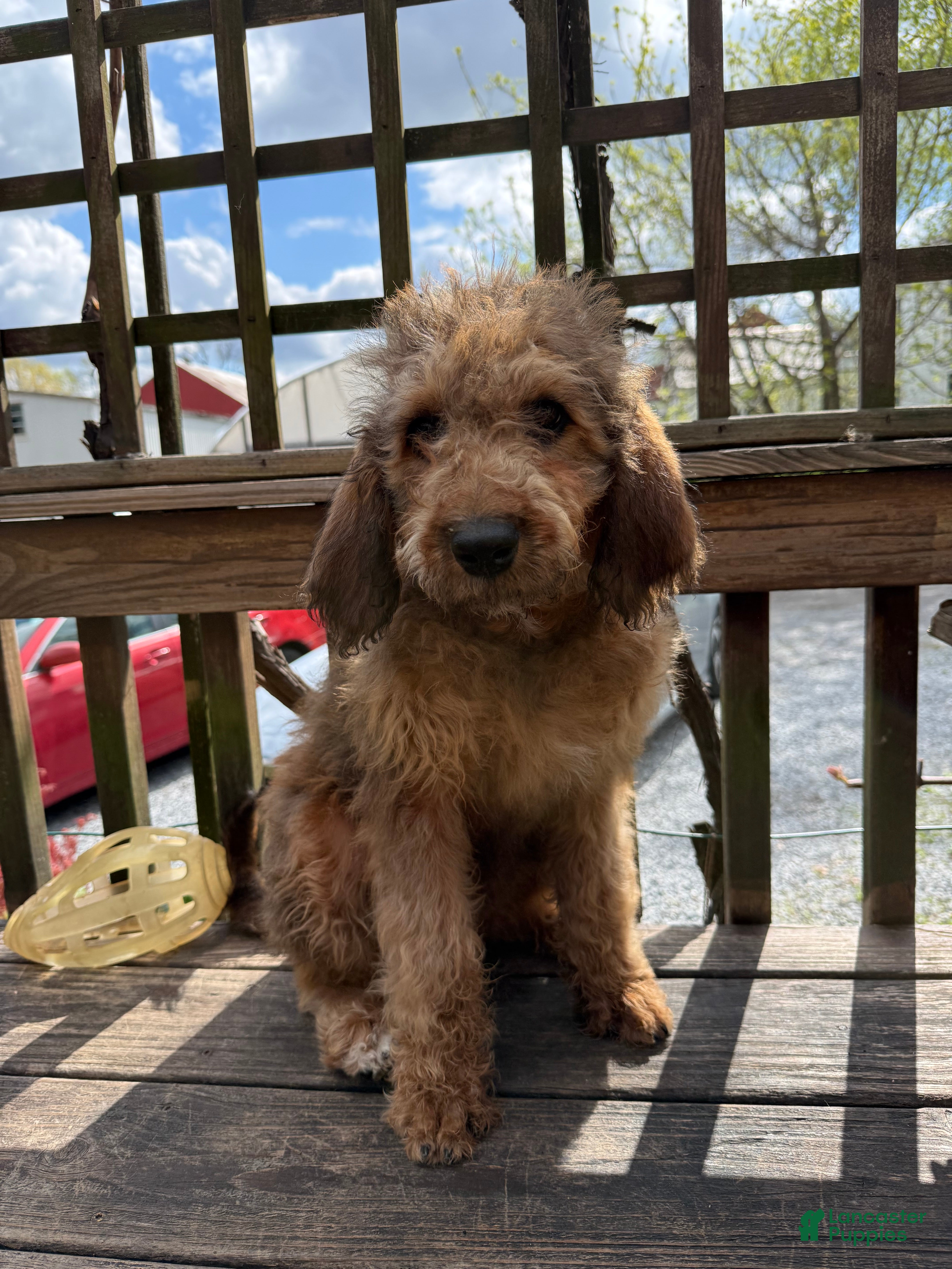 Mixed Breed dogs Sandy - Ad 1