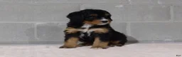 Bernedoodle dogs for sale: Lily - Ad 3