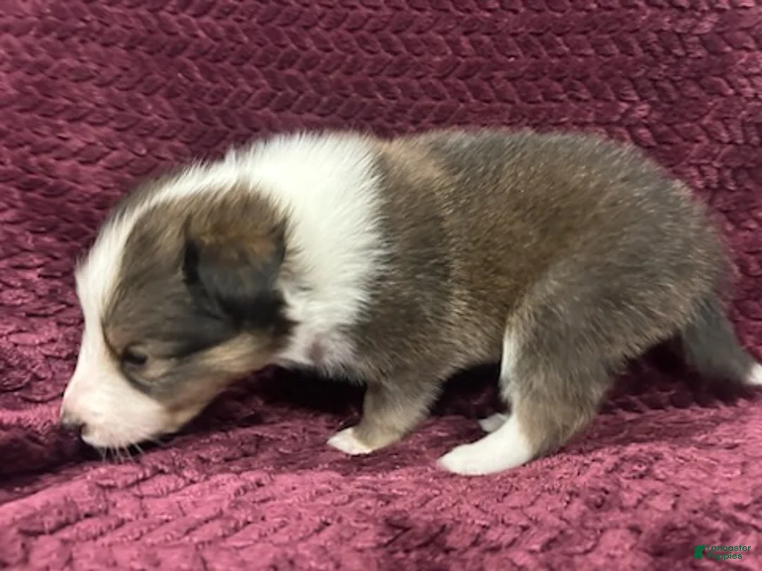 Shetland Sheepdog dogs for sale: Finn - Ad 2