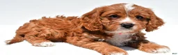 Cavapoo dogs for sale: Molly - Ad 3