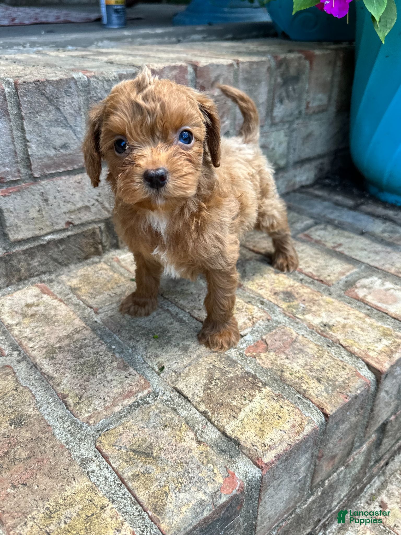 Cavapoo dogs River - Ad 36