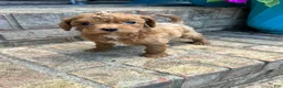 Cavapoo dogs for sale: River - Ad 2