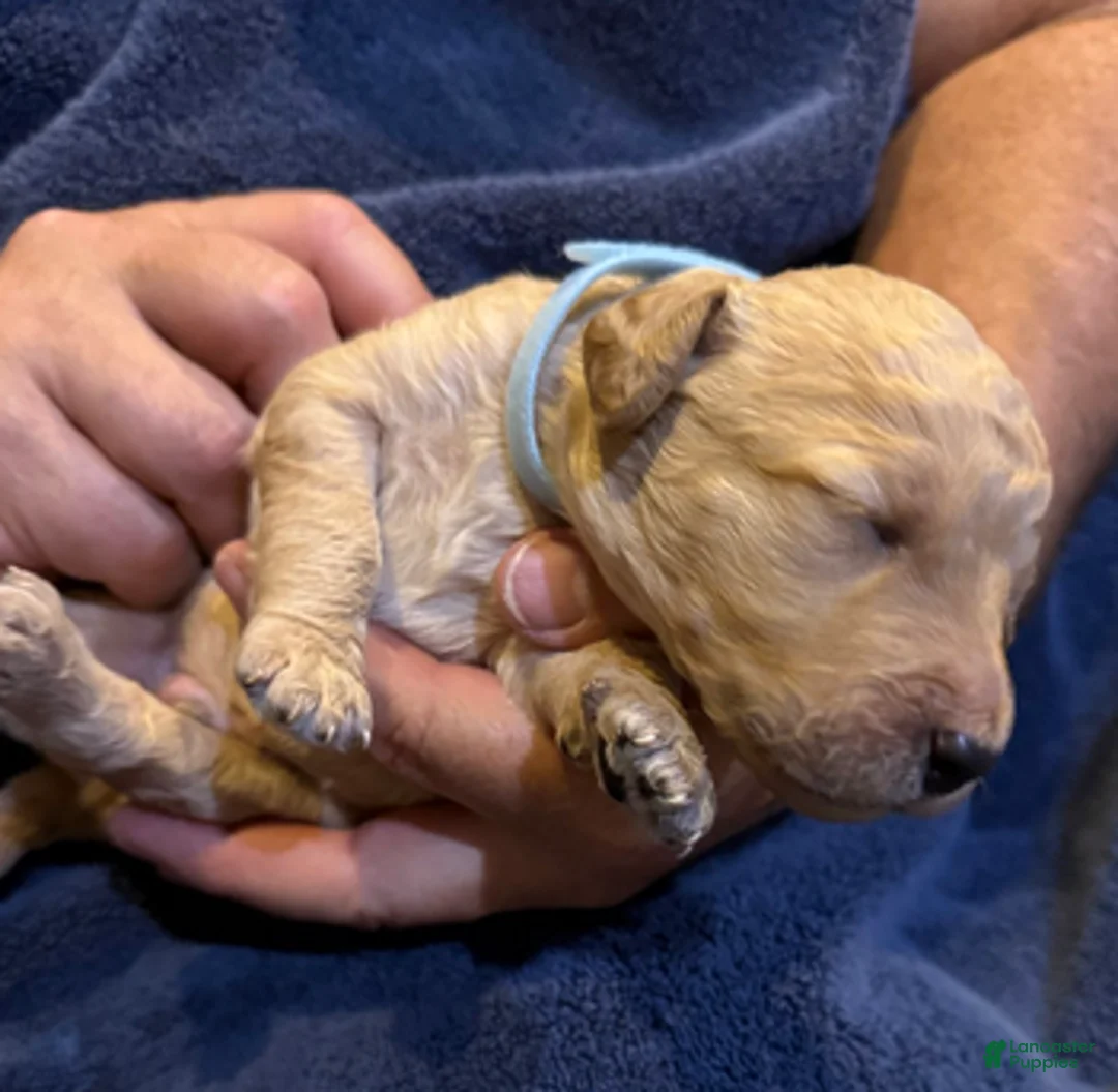 Goldendoodle dogs for sale: H25 Male Light Blue Collar - Ad 2