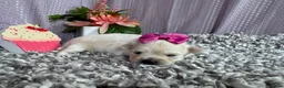 Pomapoo dogs for sale: Pomapoo 5 - Ad 5