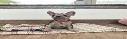 French Bulldog dogs for sale: Stormy - Ad 7