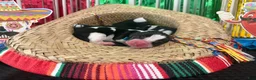 Basset Hound dogs for sale: Pedro- light blue - Ad 7