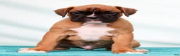 Boxer dogs for sale: Leo - Ad 8