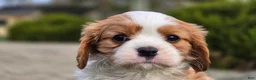 Cavalier King Charles Spaniel dogs for sale: Zack - Ad 5
