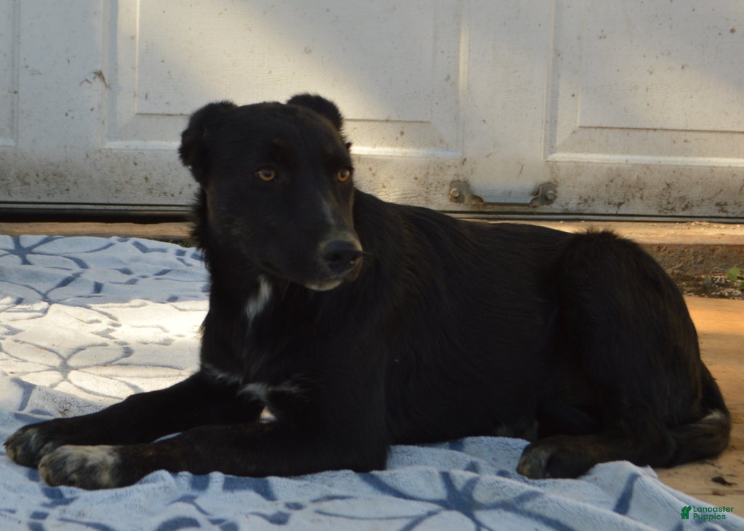 Mixed Breed dogs for sale: Allie - Ad 4