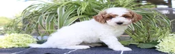 Mini Goldendoodle dogs for sale: Sprinkles - Ad 3