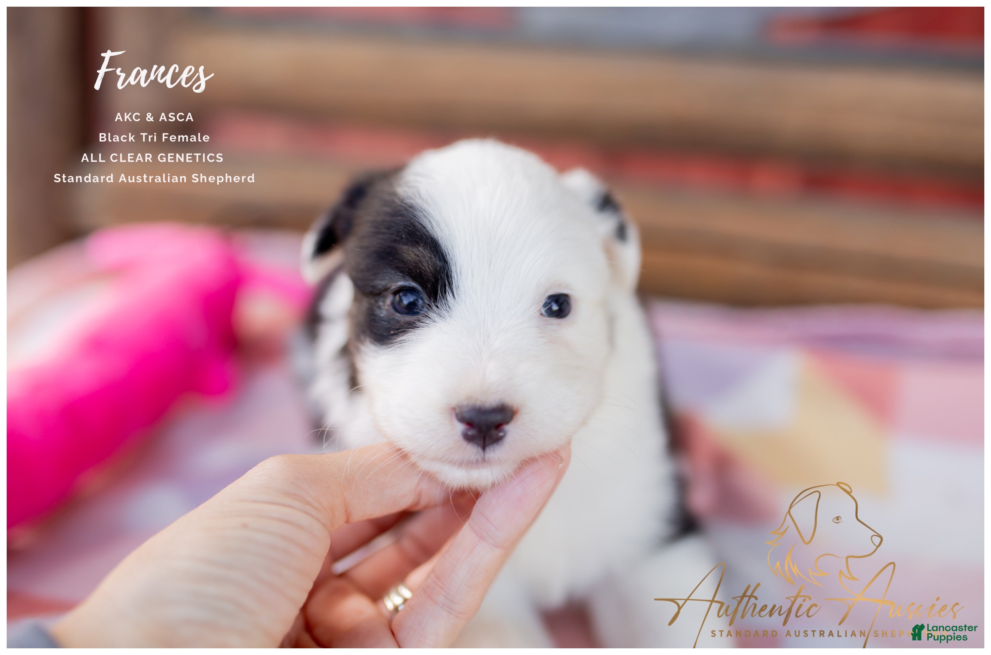 Australian Shepherd dogs Frances - Ad 1