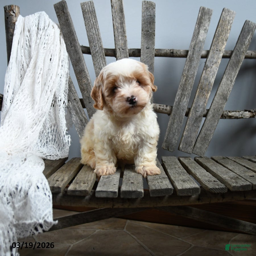Cavapoo dogs Sally - Ad 11
