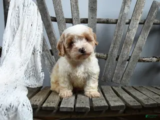 Cavapoo dogs Sally - Ad 11