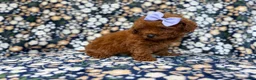 Mini Goldendoodle dogs for sale: Sasha - Ad 4