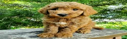 Mini Goldendoodle dogs for sale: Benny - Ad 6