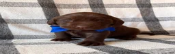 Labrador Retriever dogs for sale: Bruno - Ad 2