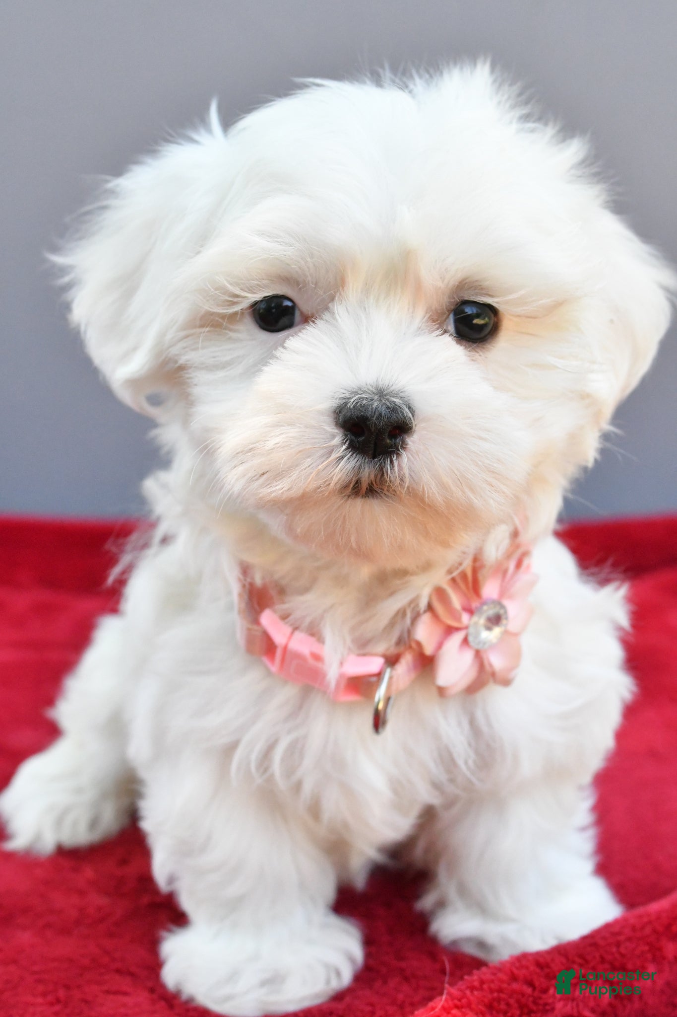 Maltese dogs Darcey - Ad 1