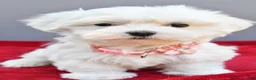 Maltese dogs for sale: Darcey - Ad 1