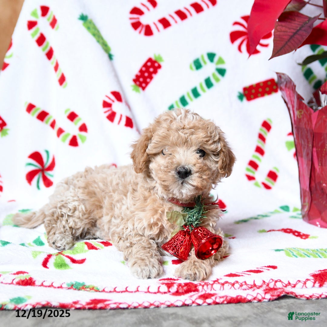 Maltipoo dogs for sale: Snuggles - Ad 3