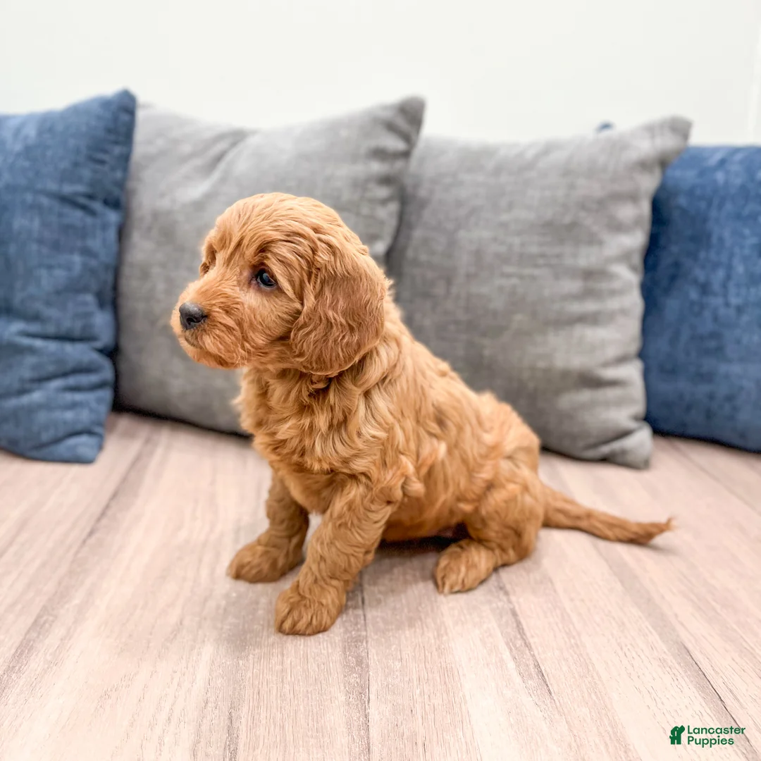 Mini Goldendoodle dogs for sale: Remi - Ad 4