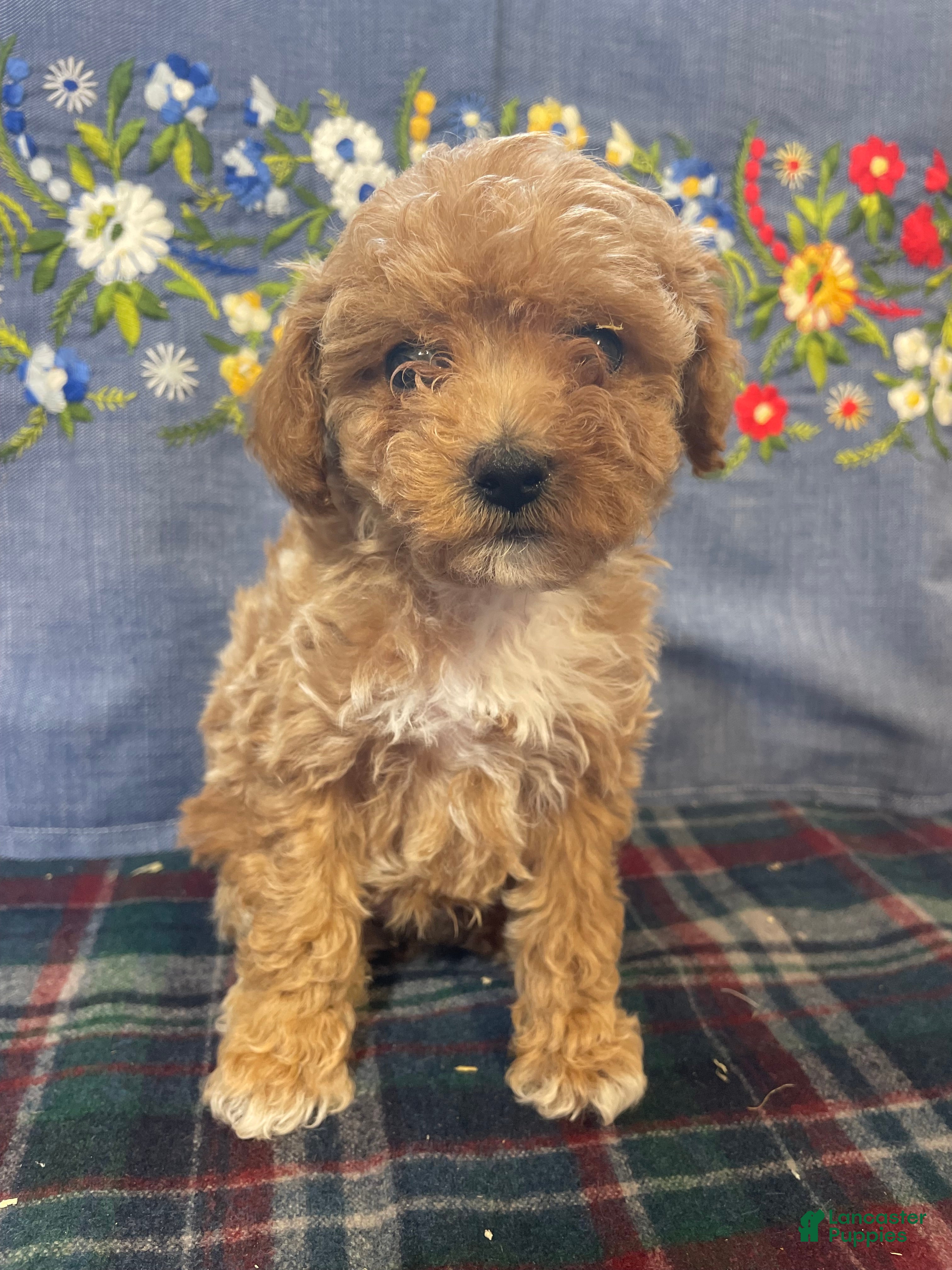Toy Poodle dogs Romeo - Ad 2
