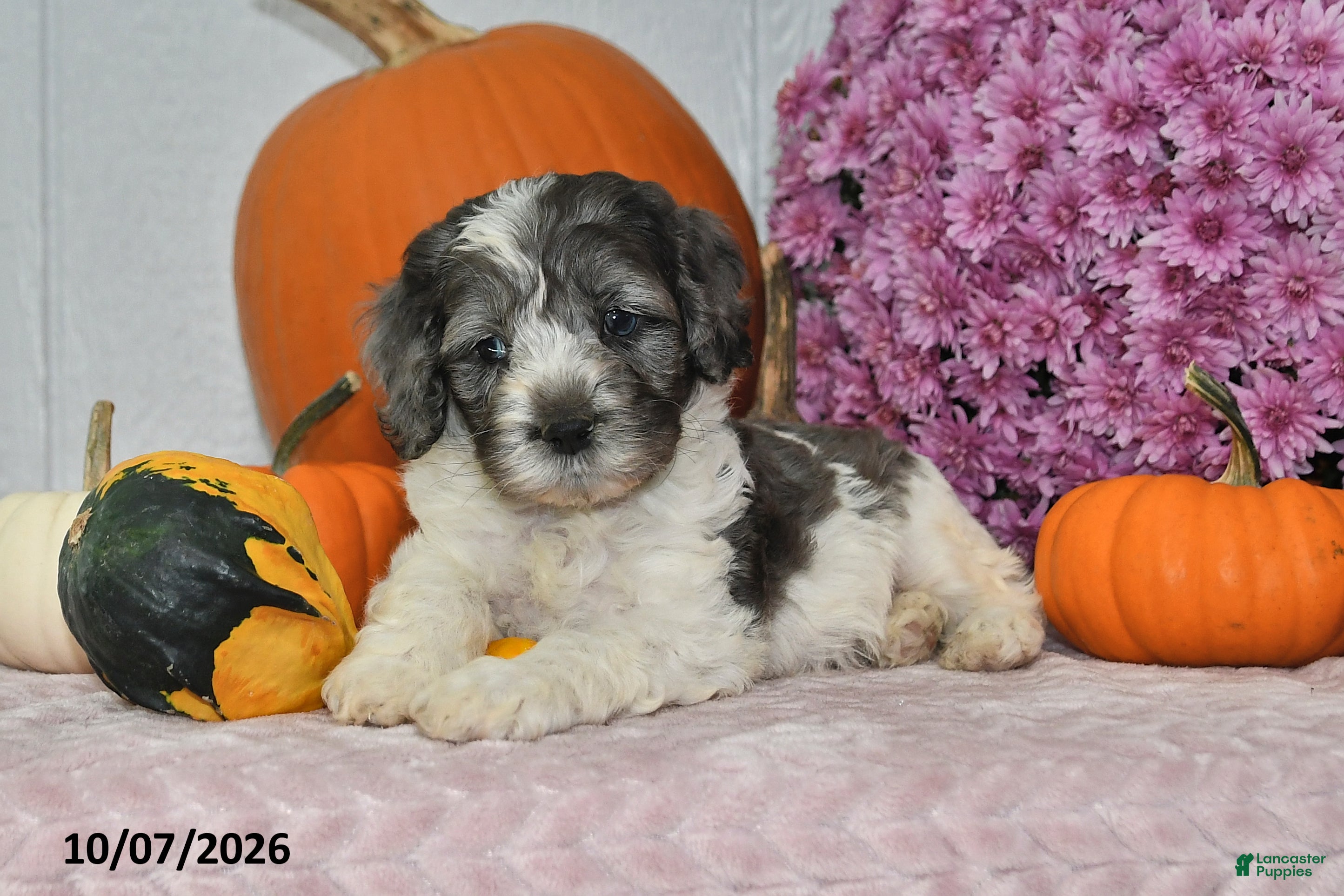 Cockapoo dogs Milo - Ad 2
