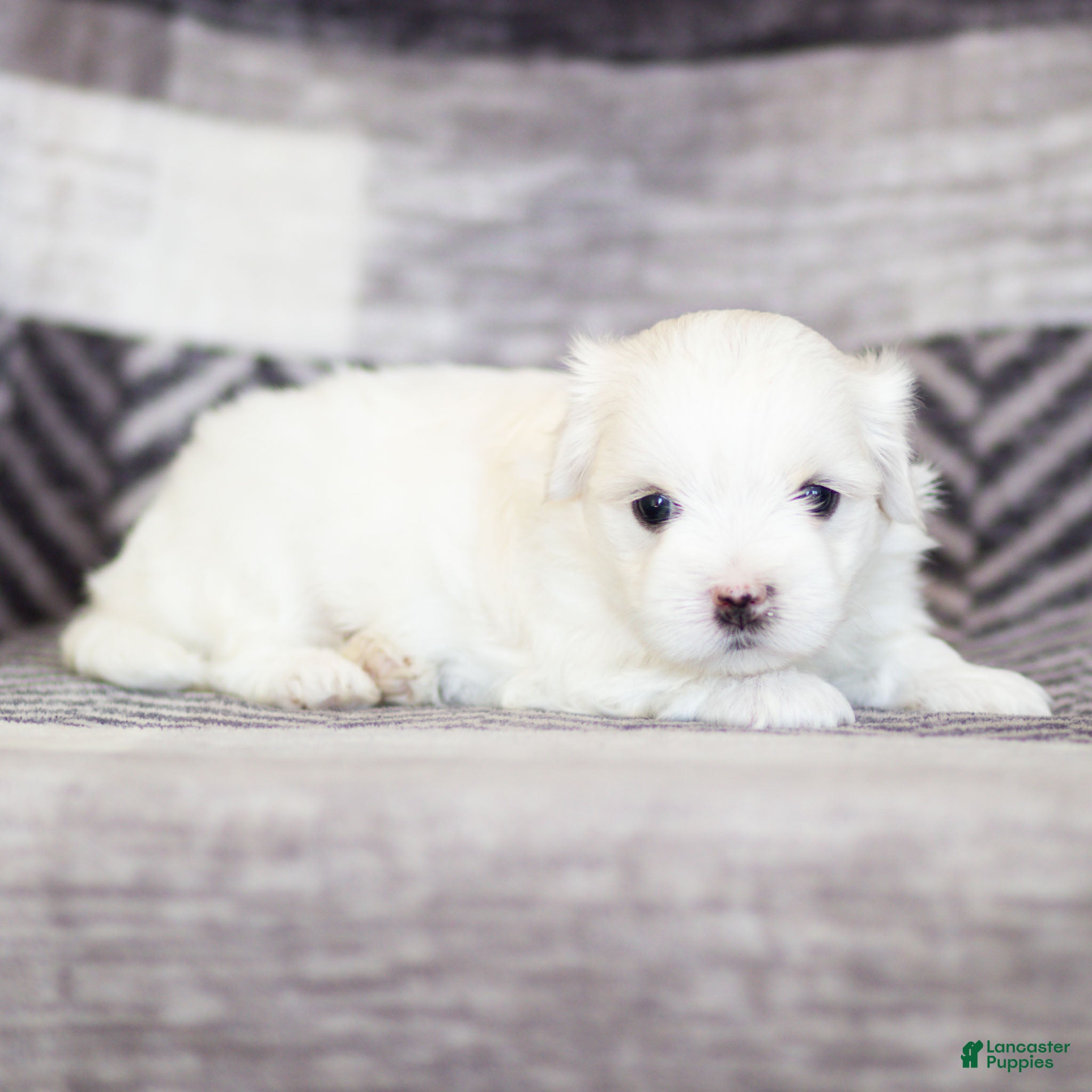 Maltese dogs Malcom Maltese Puppy  - Ad 1